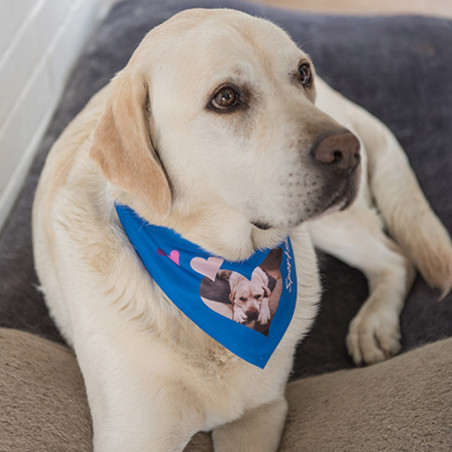 personalizzato cane bandana