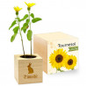 Ecocube girasole inciso