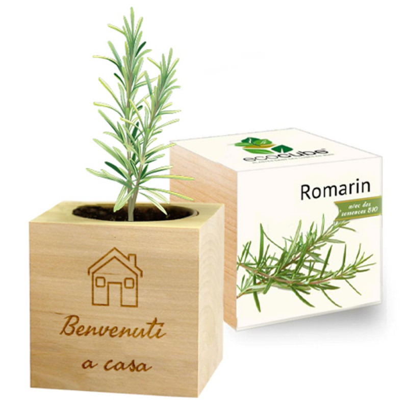 Rosemary ecocube inciso